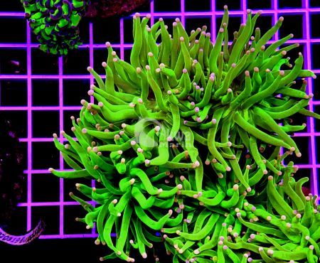 Euphyllia glabrescens TOXIC GREEN WITH PINK TIPS 01