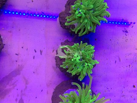 Euphyllia glabrescens TOXIC GREEN WITH  TIPS 3G 03