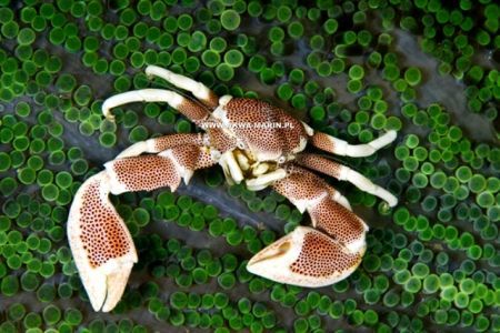 Neopetrolisthes oshimai(Porcelain Anemone Crab)