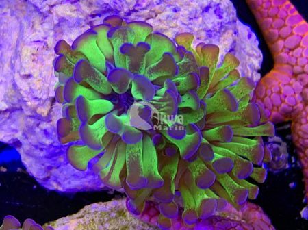 Euphyllia paraancora green purple 2G 01